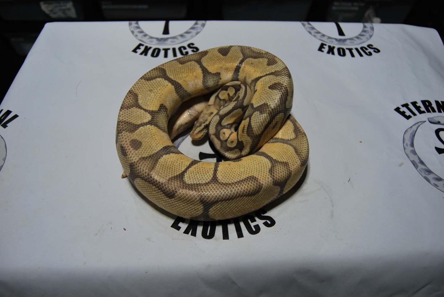 Hypo Super Pastel Enchi Ball Python by Eternal Exotics - MorphMarket