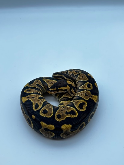 Wookie Yellow Belly Het Clown Ball Python by Clutch Bros Ball Pythons
