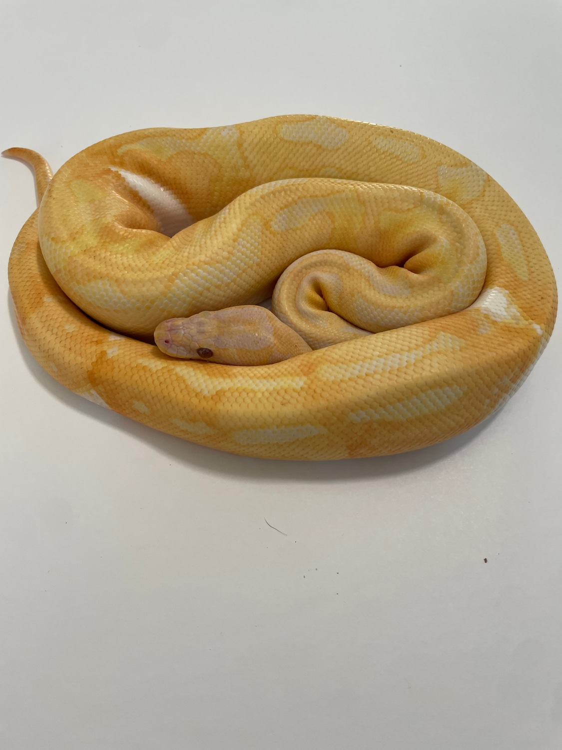Dreamsicle Ball Python by Scale & Bones Reptile co. - MorphMarket