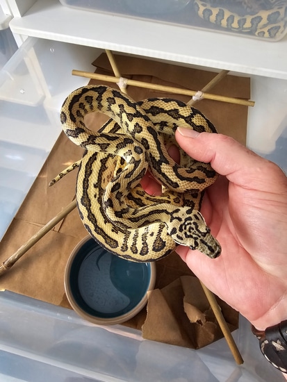 Carmel Zebra Jag Other Carpet Python by Herpmerchant