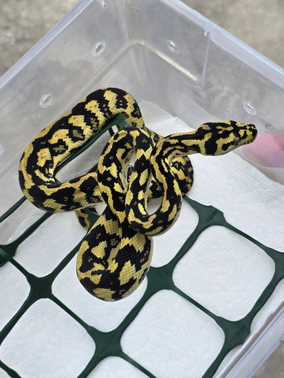 Jag Sibling Other Carpet Python by Herpmerchant