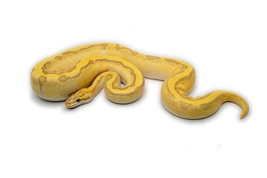 Fire Lesser Enchi Pinstripe Ball Python by Fortune | Reptiles