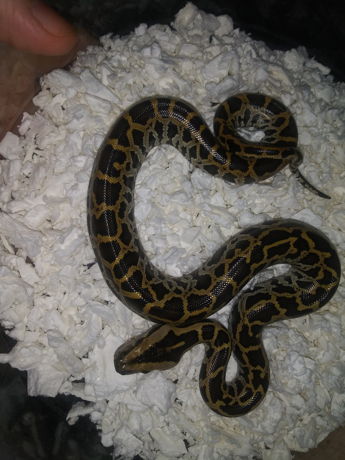 Female Baby Burmese Python by Evan Stahl Reptiles - MorphMarket
