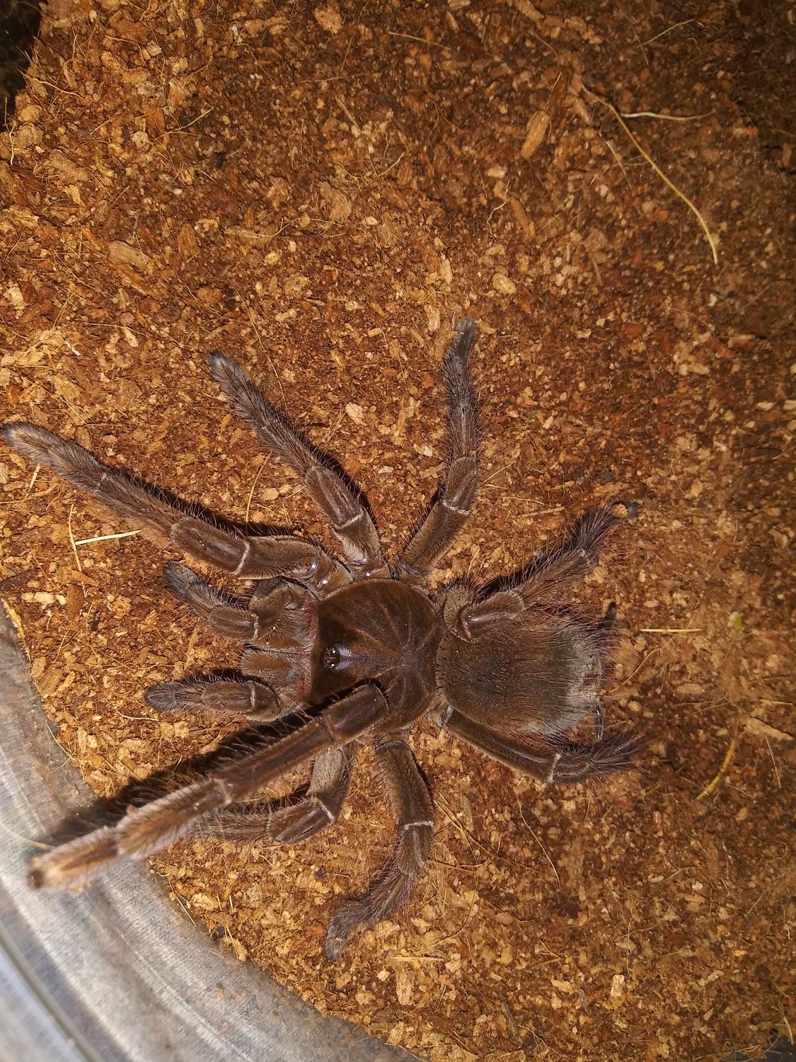 Goliath Bird Eaters (Stirmi) Juveniles Tarantula by Evan Stahl Reptiles