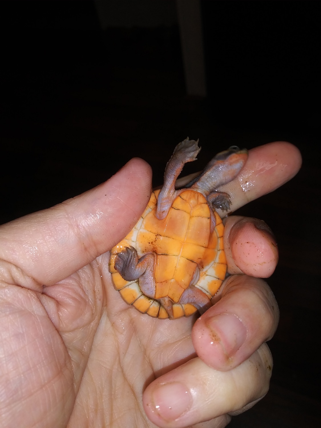 Super Light & Bright Pink Bellied Side Neck Side & Snake-necked Turtle ...