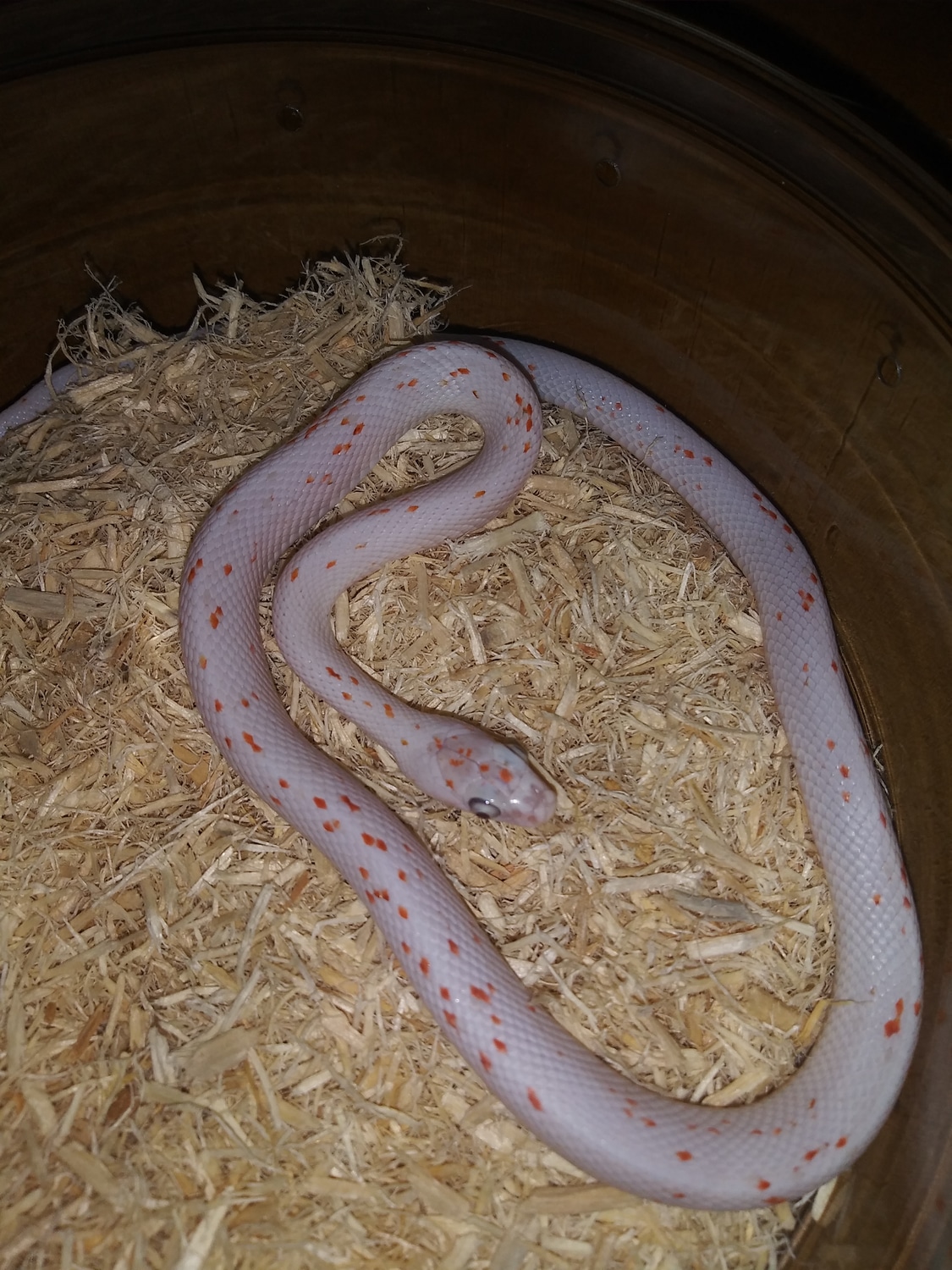 Ultramel Palmetto Yearling Corn Snake by Evan Stahl Reptiles MorphMarket