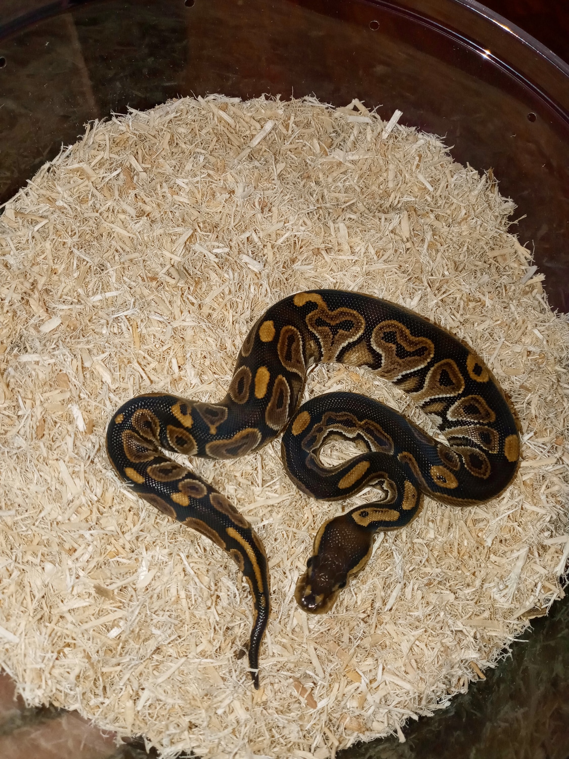 Black Pastel Female Nice Ball Python by Evan Stahl Reptiles - MorphMarket