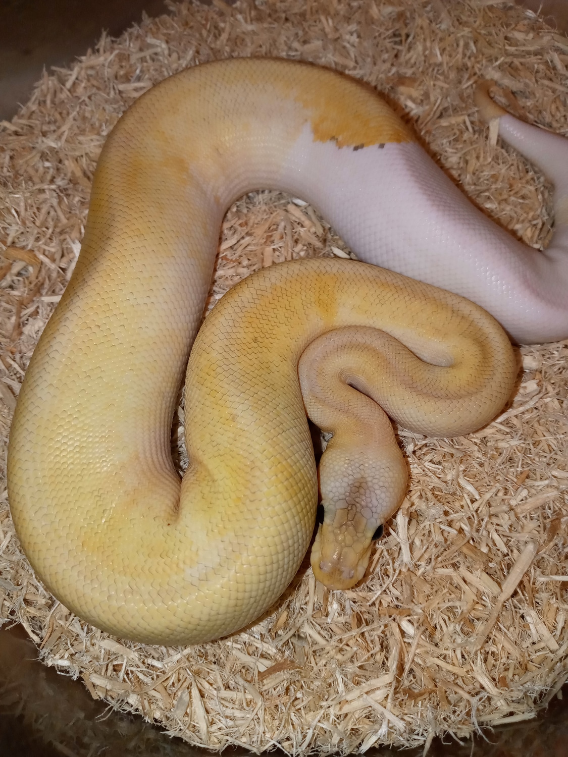 Awesome Male Champagne Pastel Fire Het Orange Ghost Ringer Ball Python ...