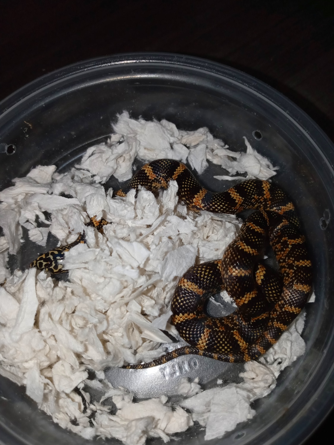 Super Nice Orange Brooks Aka South King Florida Kingsnake by Evan Stahl