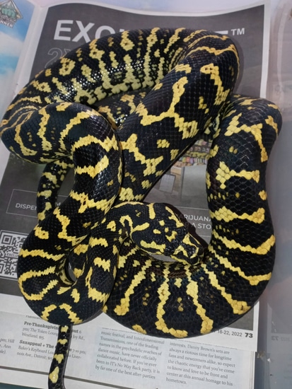 Exceptional 3 Year Old Pure Jungle Carpet Female Jungle Carpet Python ...