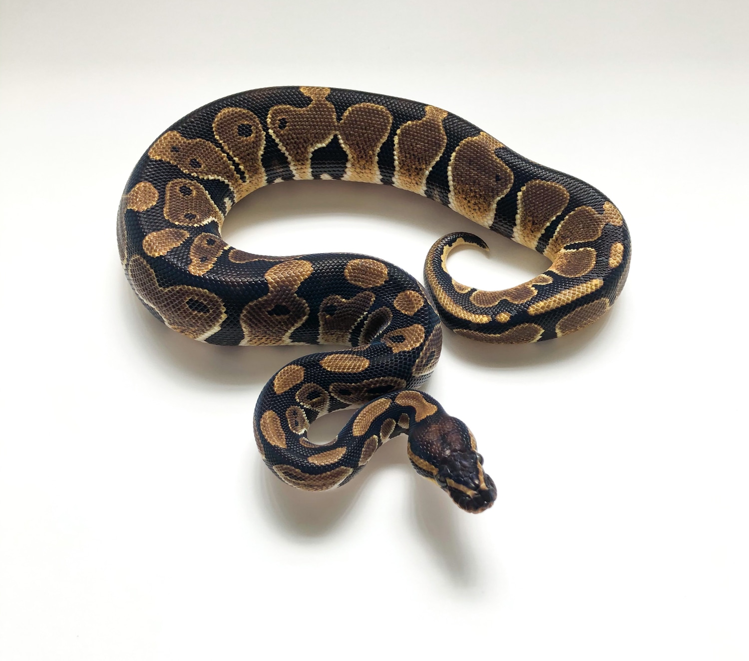Het Pied Ball Python by Everglades Exotics - MorphMarket