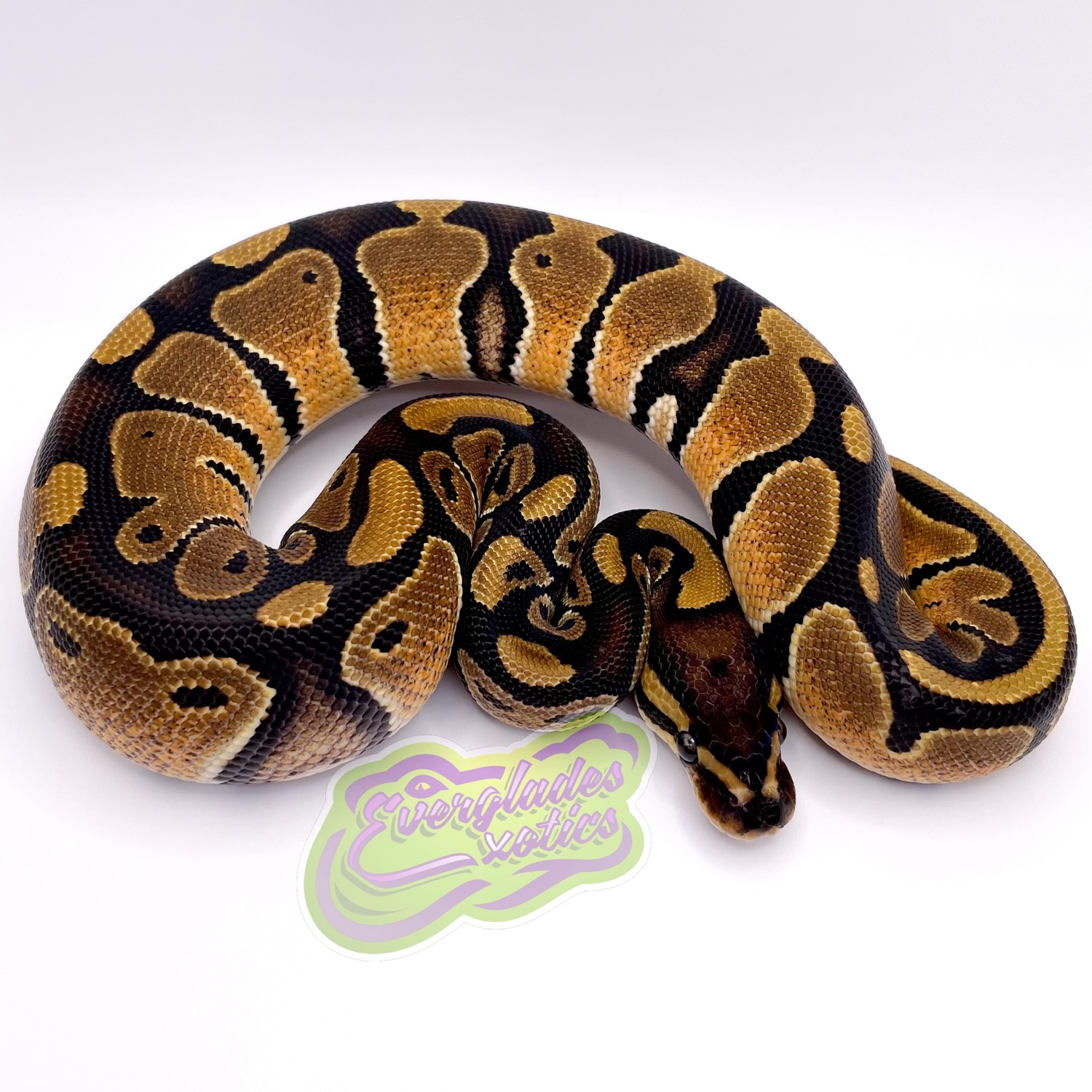 Het Pied Ball Python by Everglades Exotics - MorphMarket