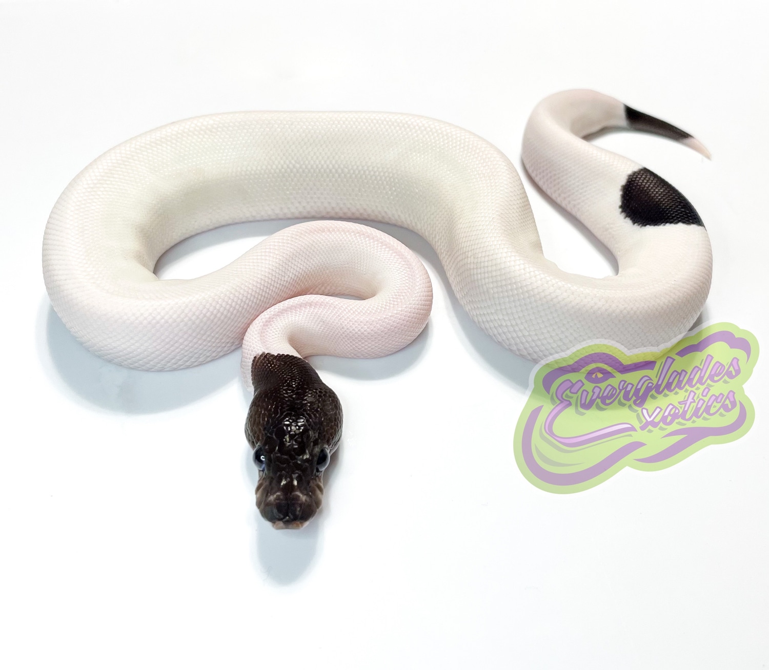 Panda Pied Ball Python by Everglades Exotics MorphMarket