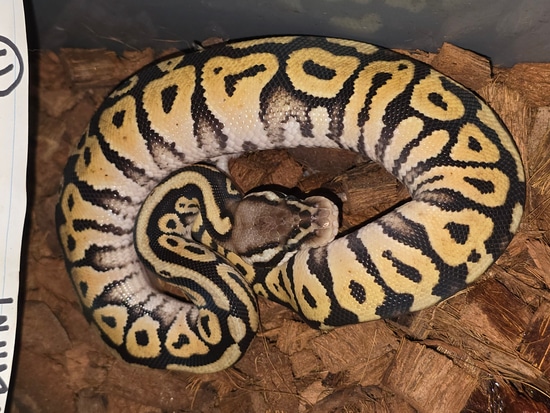 6 Snake Group Ball Python by Multi-Morph Exotics