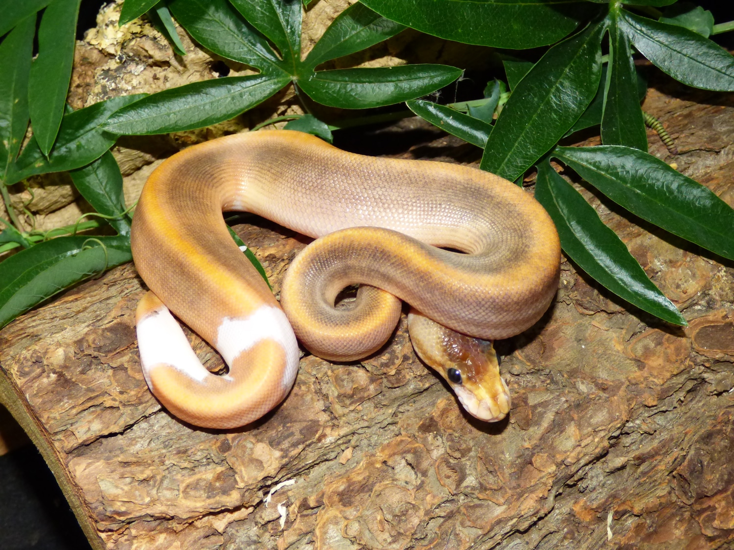 Champagne Cinnamon Ball Python by Eve's Temptations Royal Pythons ...