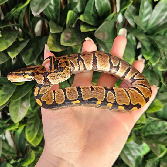 CB24 Normal Double Het Ultramel Tristripe 50% Het Pied Ball Python by ...