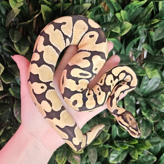 CB23 Fire Desert Ghost 50% Het Clown Ball Python by Eve's Temptations ...