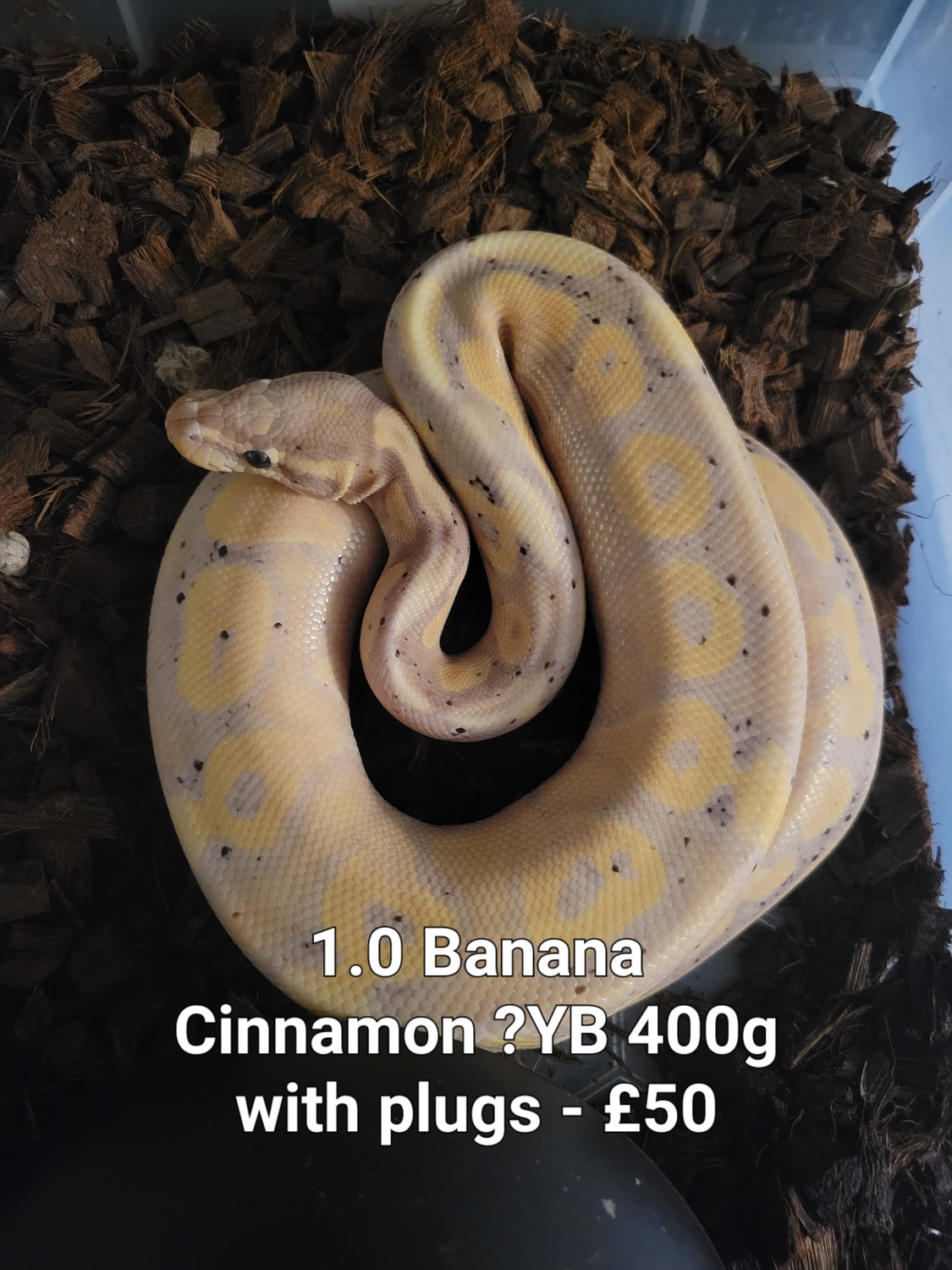 Banana Cinnamon Pos YB Ball Python by Eve's Exotic Pets MorphMarket