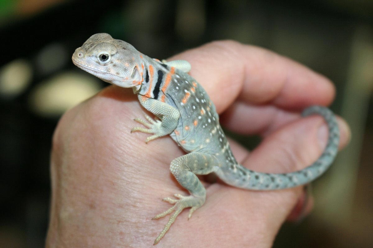 Suncharmers Aqua Yella * Male Baby Collared Lizard 2 1/2 Months Old