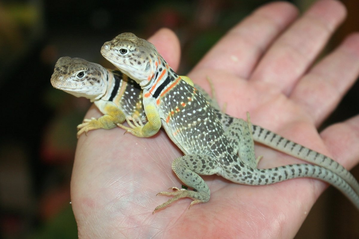 Yellowhead Mix Collared Lizards Male And Female Other Lizard by