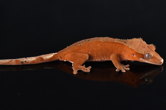Red Patternless Crested Gecko By Evolver Reptiles