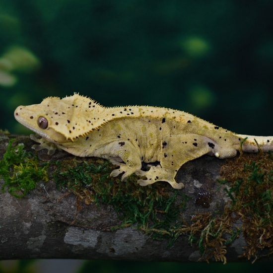 46g Oil And Green Spots Male Crested Gecko by Evolver Reptiles