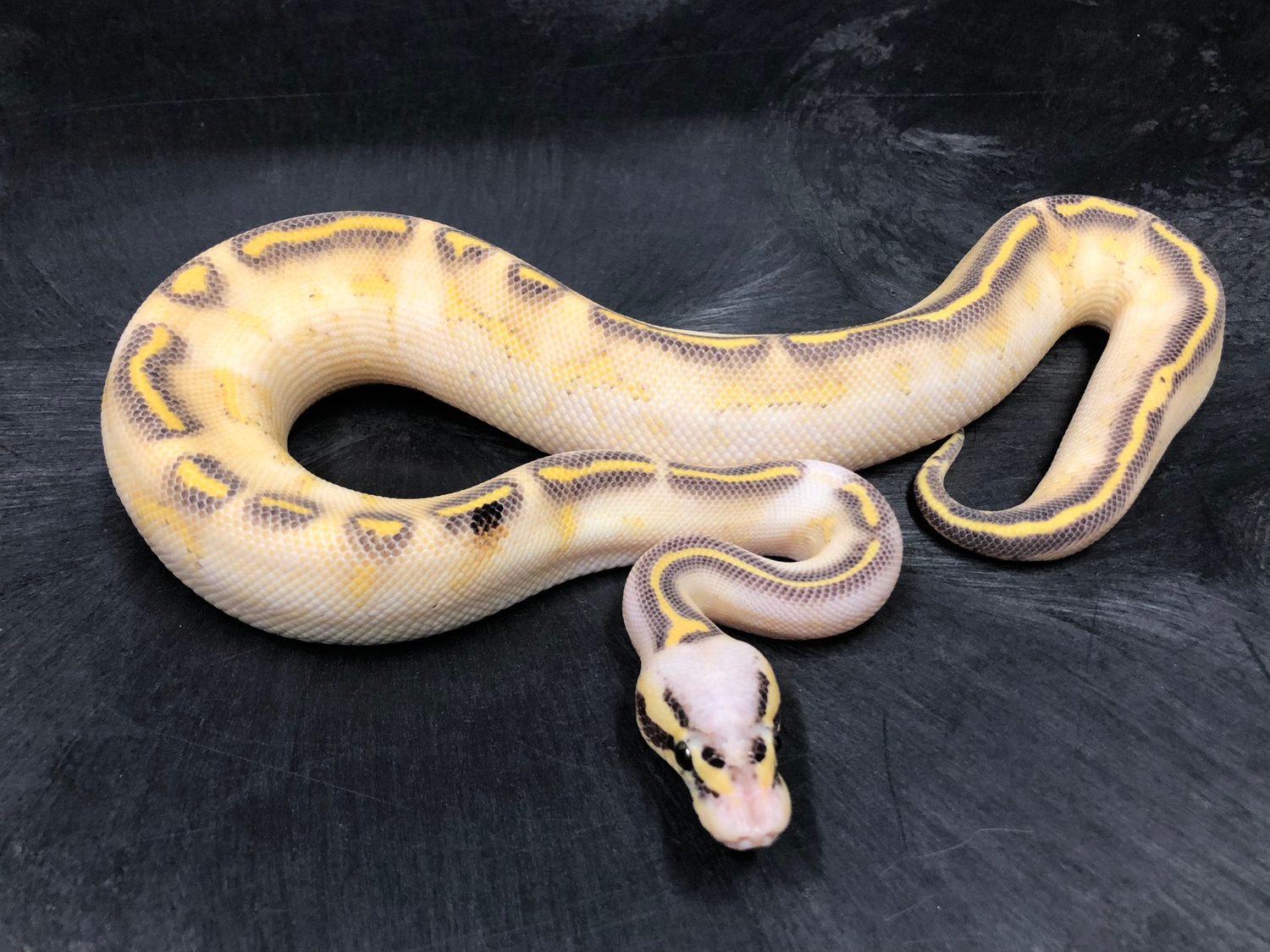Pastel Vanilla Highway Ball Python by Always Evolving Pythons - MorphMarket