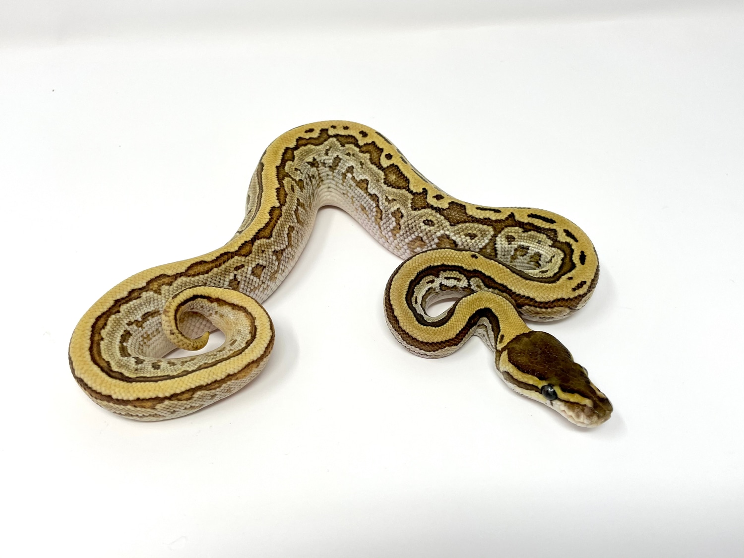 Mystic Od Pin Het Pied Ball Python by Always Evolving Pythons - MorphMarket