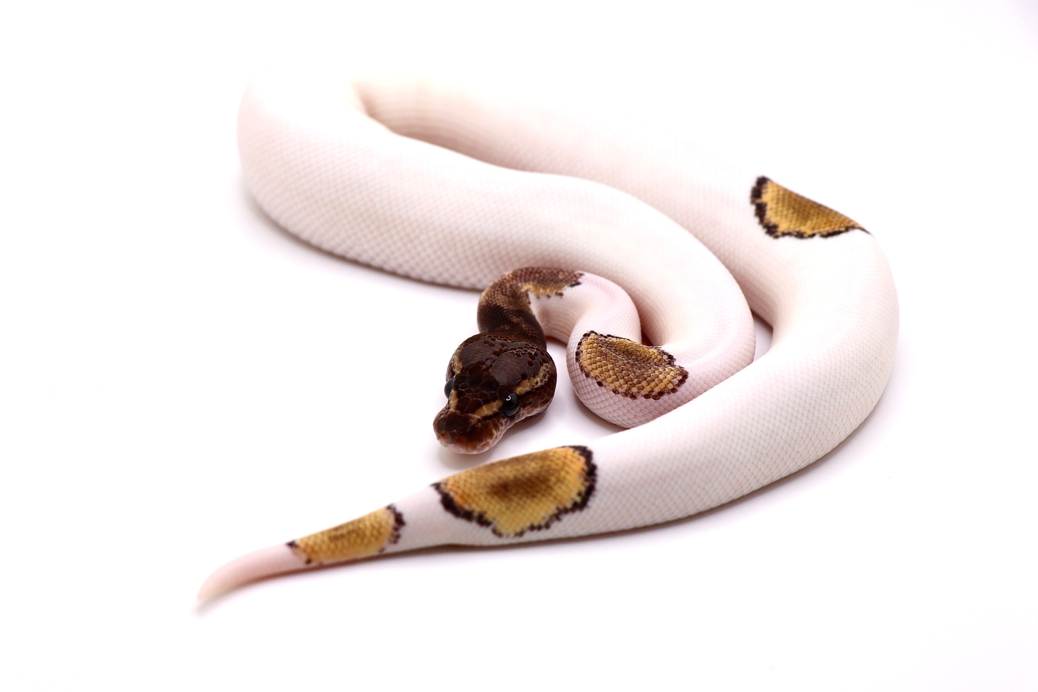 Ghi Mojave Pied Ball Python by Always Evolving Pythons - MorphMarket