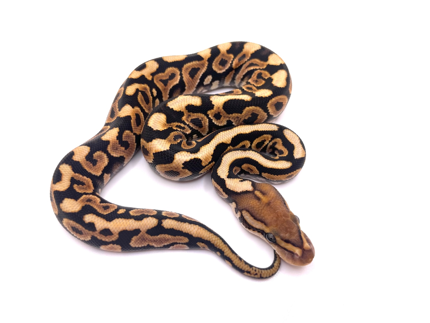 Spotnose Red Head DH Clown Hypo 50% Het Dg Ball Python by Always ...