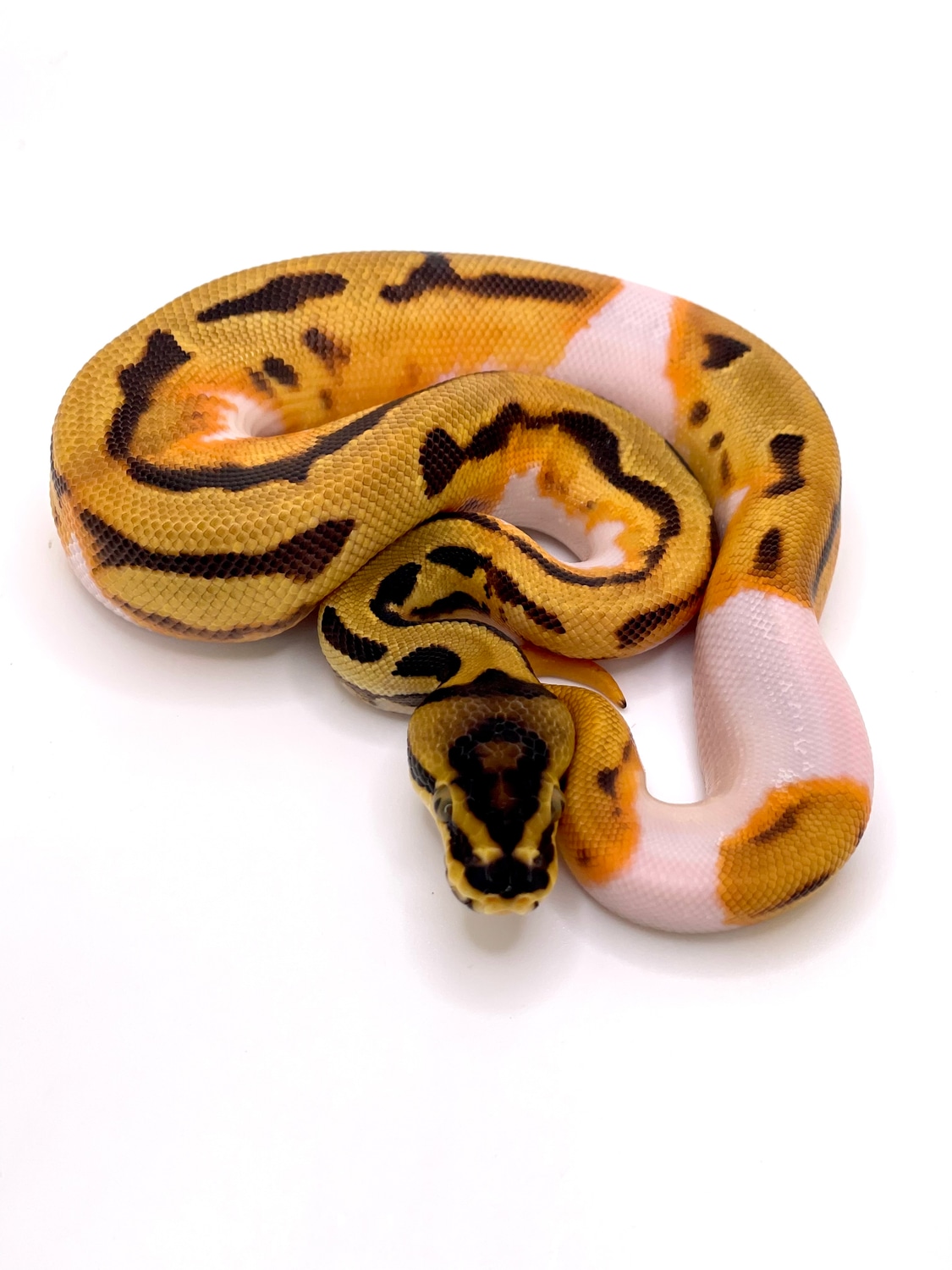 Od Yb Enchi Leopard Pied Het Clown Pos Chocolate Ball Python by Always ...