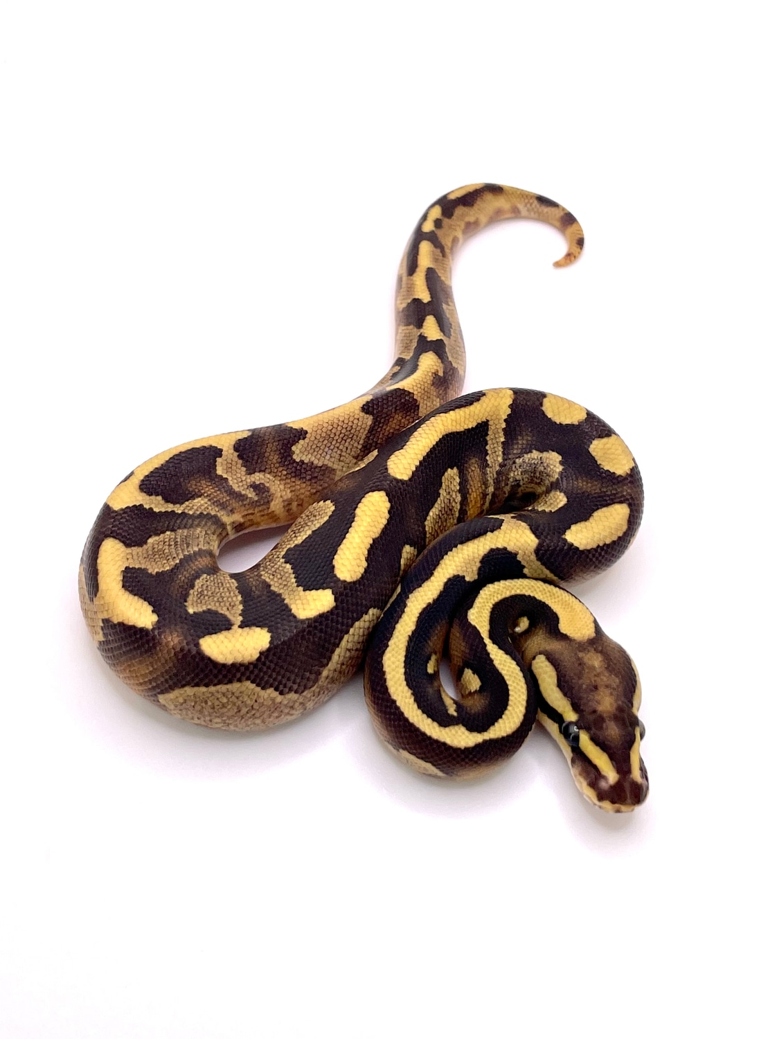 Orange Chocolate Yb DH Clown Ball Python by Always Evolving Pythons ...