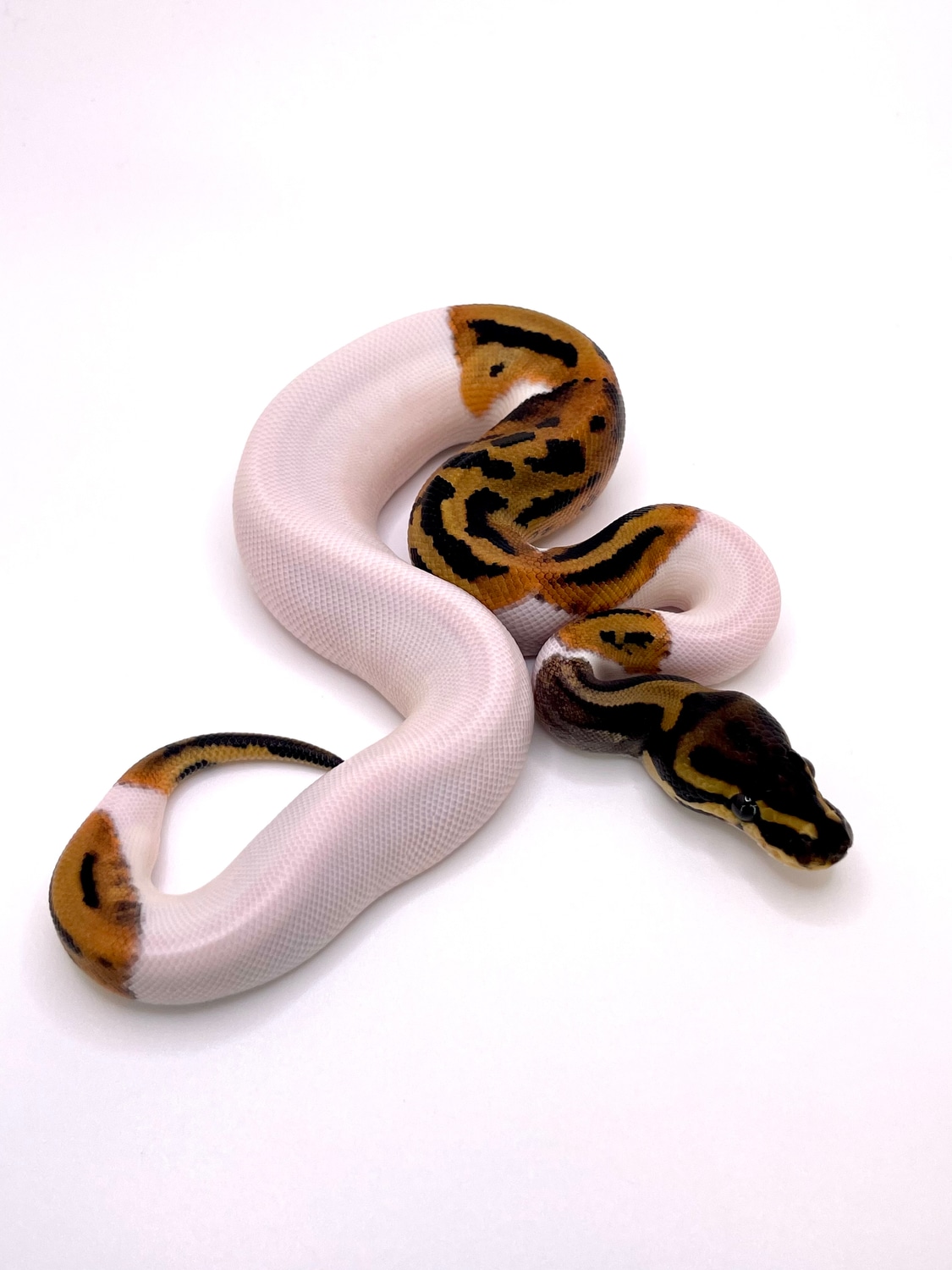 Pied DH Dg Hypo Ball Python by Always Evolving Pythons - MorphMarket