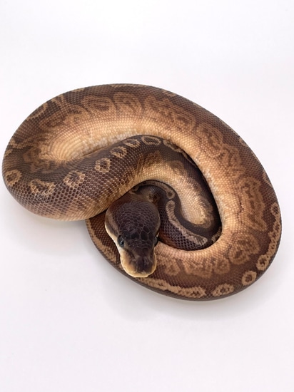 Cinnamon Redstripe Sunset Ball Python by Always Evolving Pythons