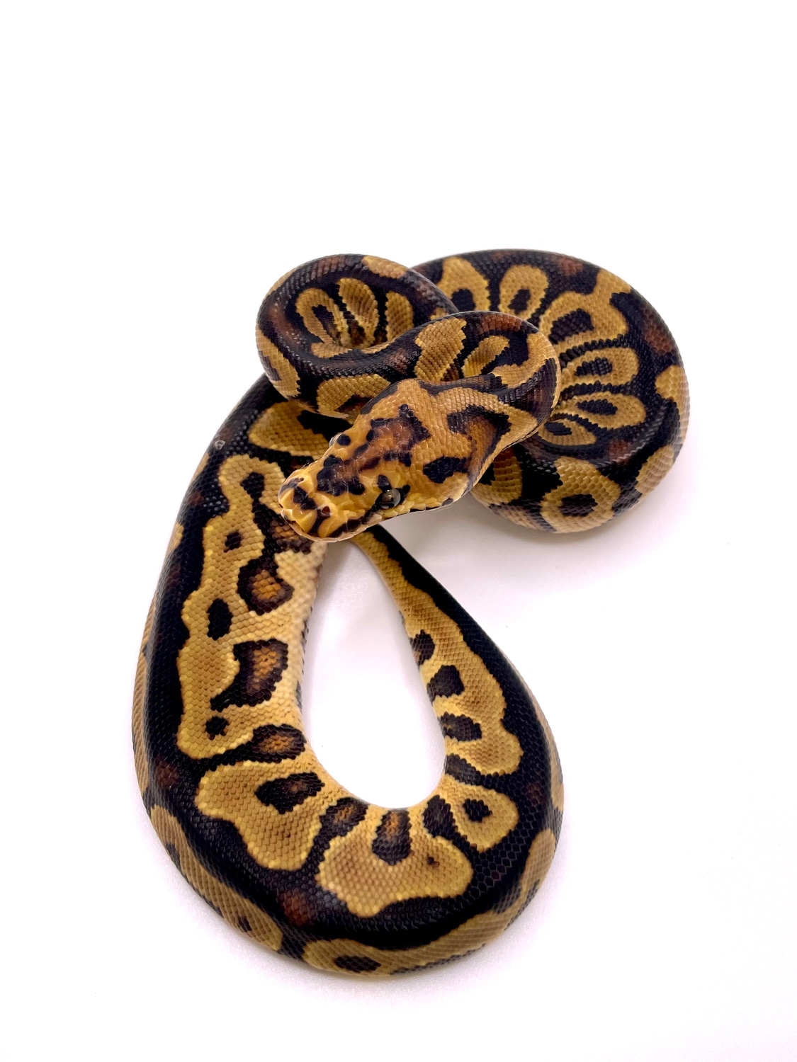 Spotnose Clown Het Sunset Ball Python by Always Evolving Pythons ...
