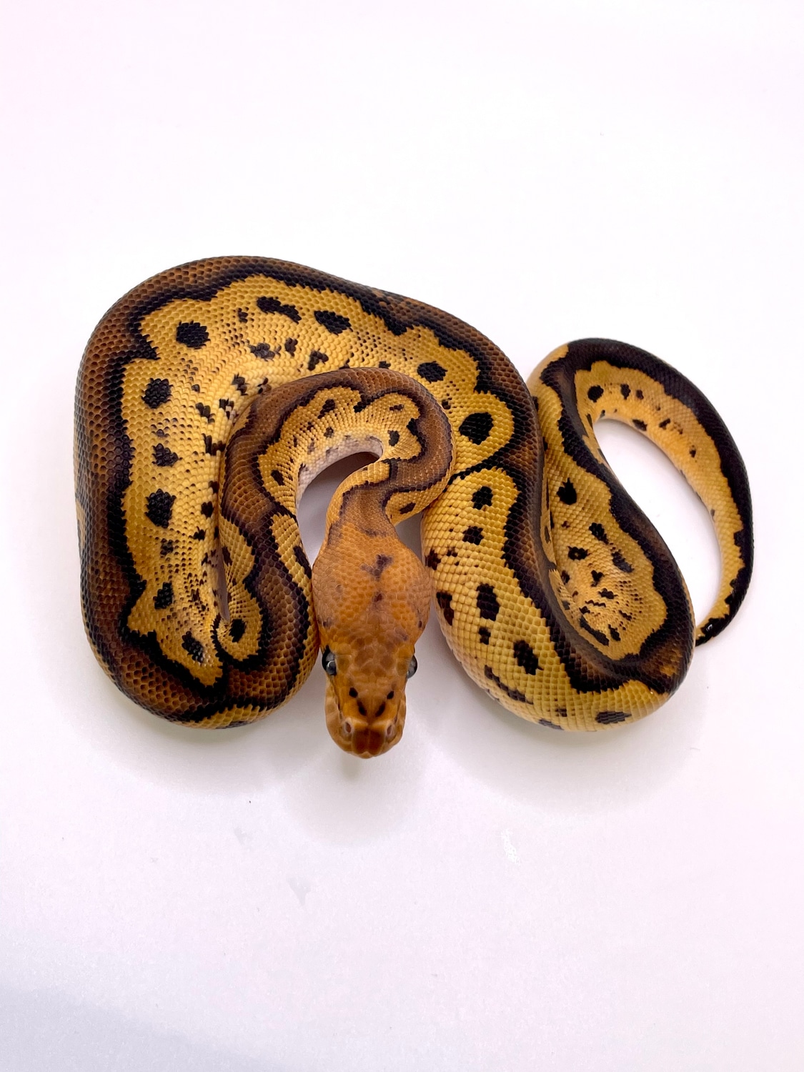 Redhead Clown Ball Python by Always Evolving Pythons - MorphMarket