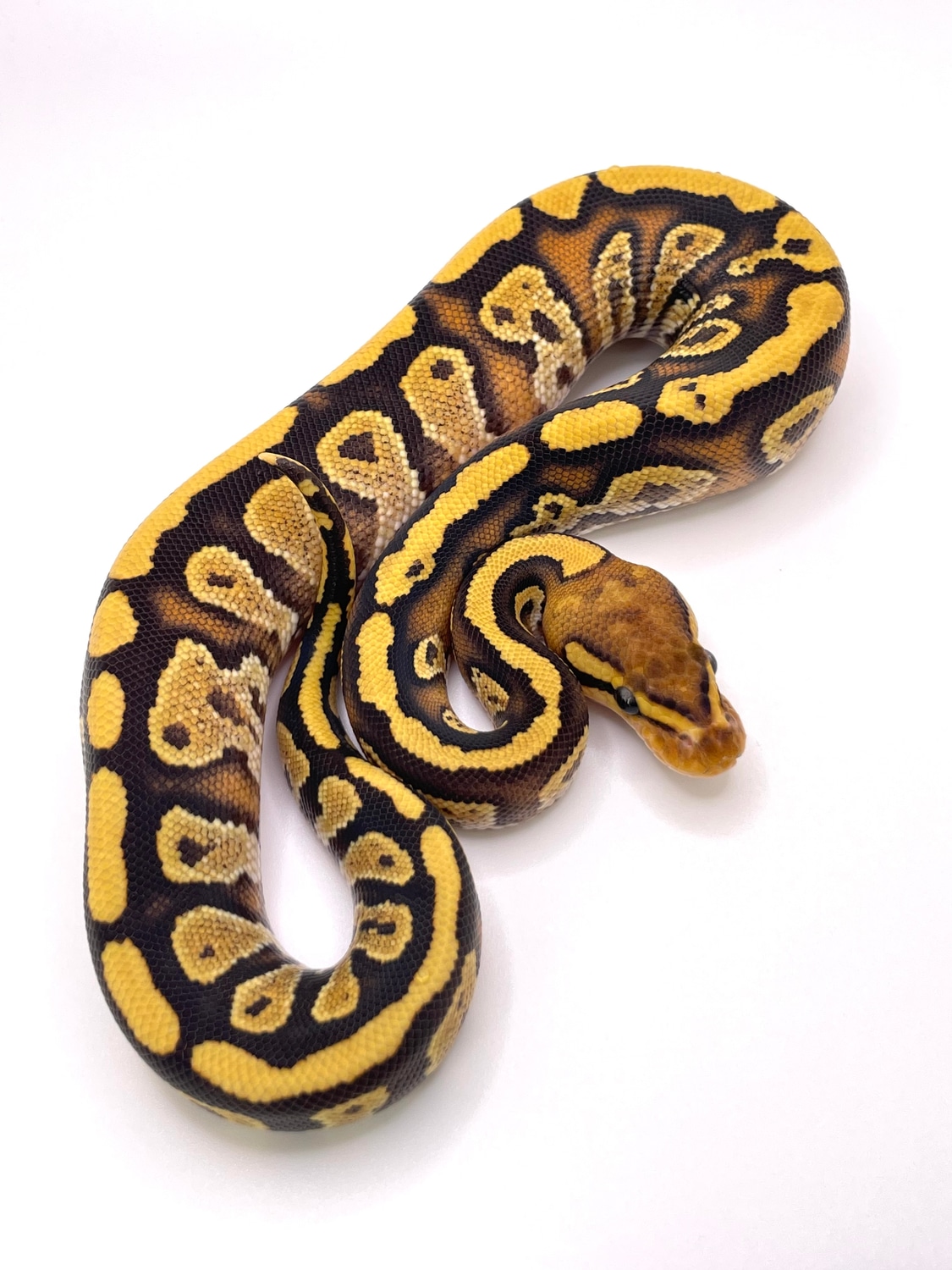 Cypress Lace Yb Het Clown Ball Python by Always Evolving Pythons ...