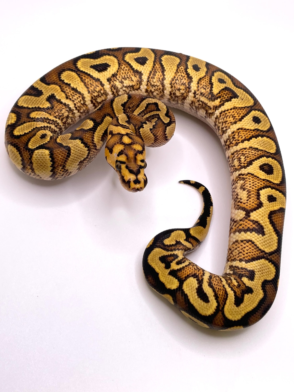 Ghi Spotnose Yb Clown Ball Python by Always Evolving Pythons - MorphMarket
