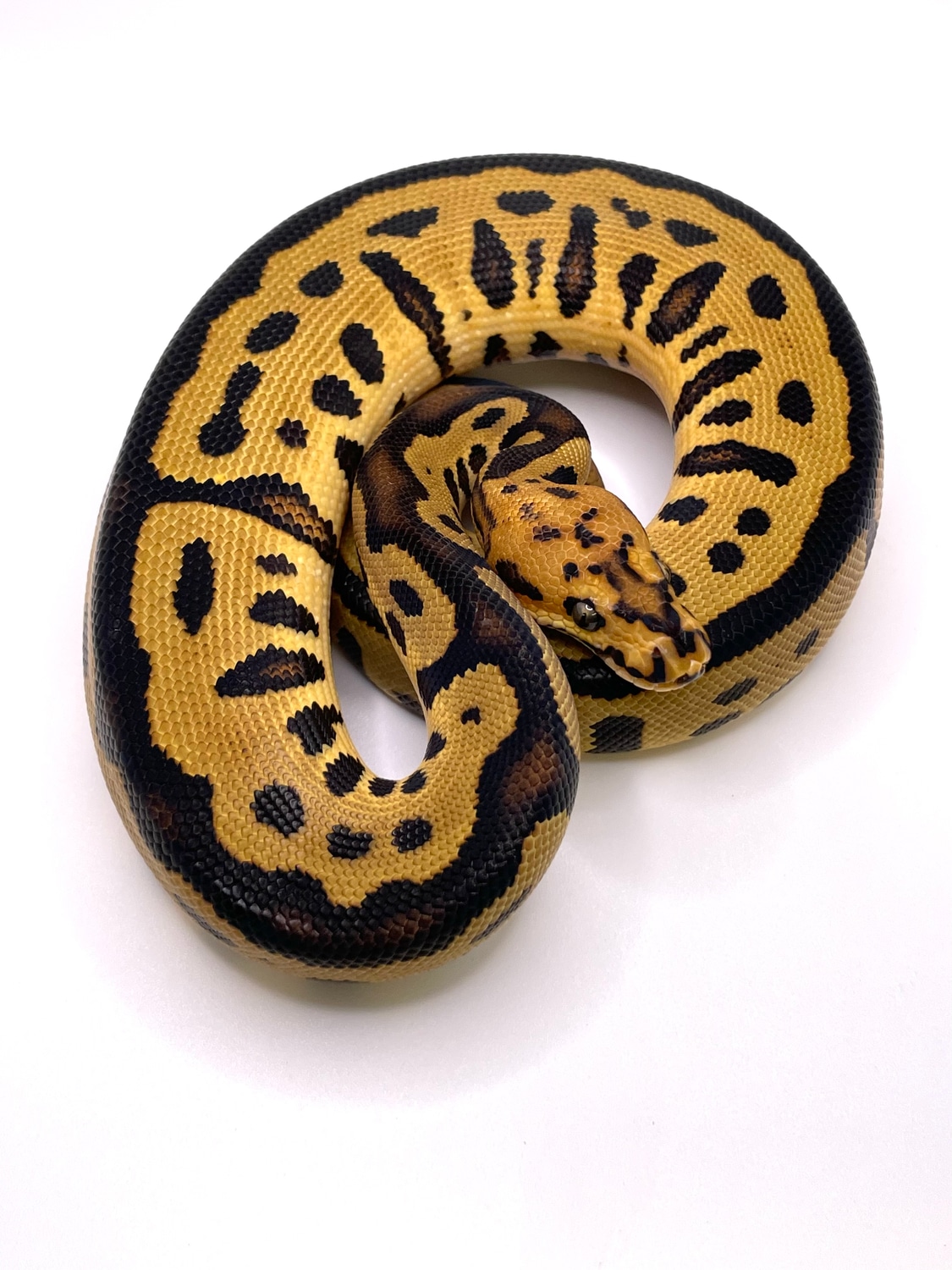 Batman Ball Python by Always Evolving Pythons - MorphMarket