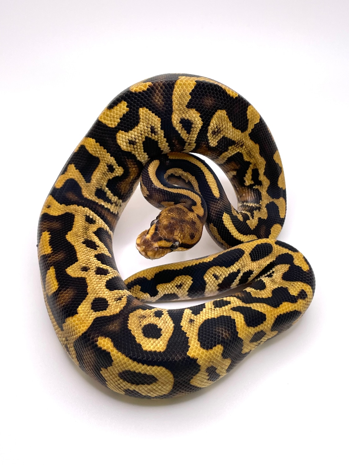 Leopard Cypress Het Clown Ball Python by Always Evolving Pythons