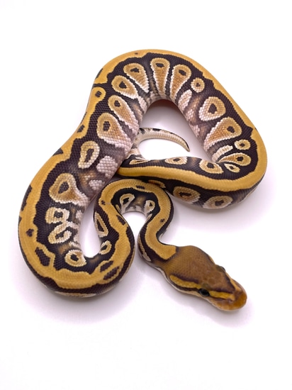 Cypress Hypo Het Dg Ball Python By Always Evolving Pythons