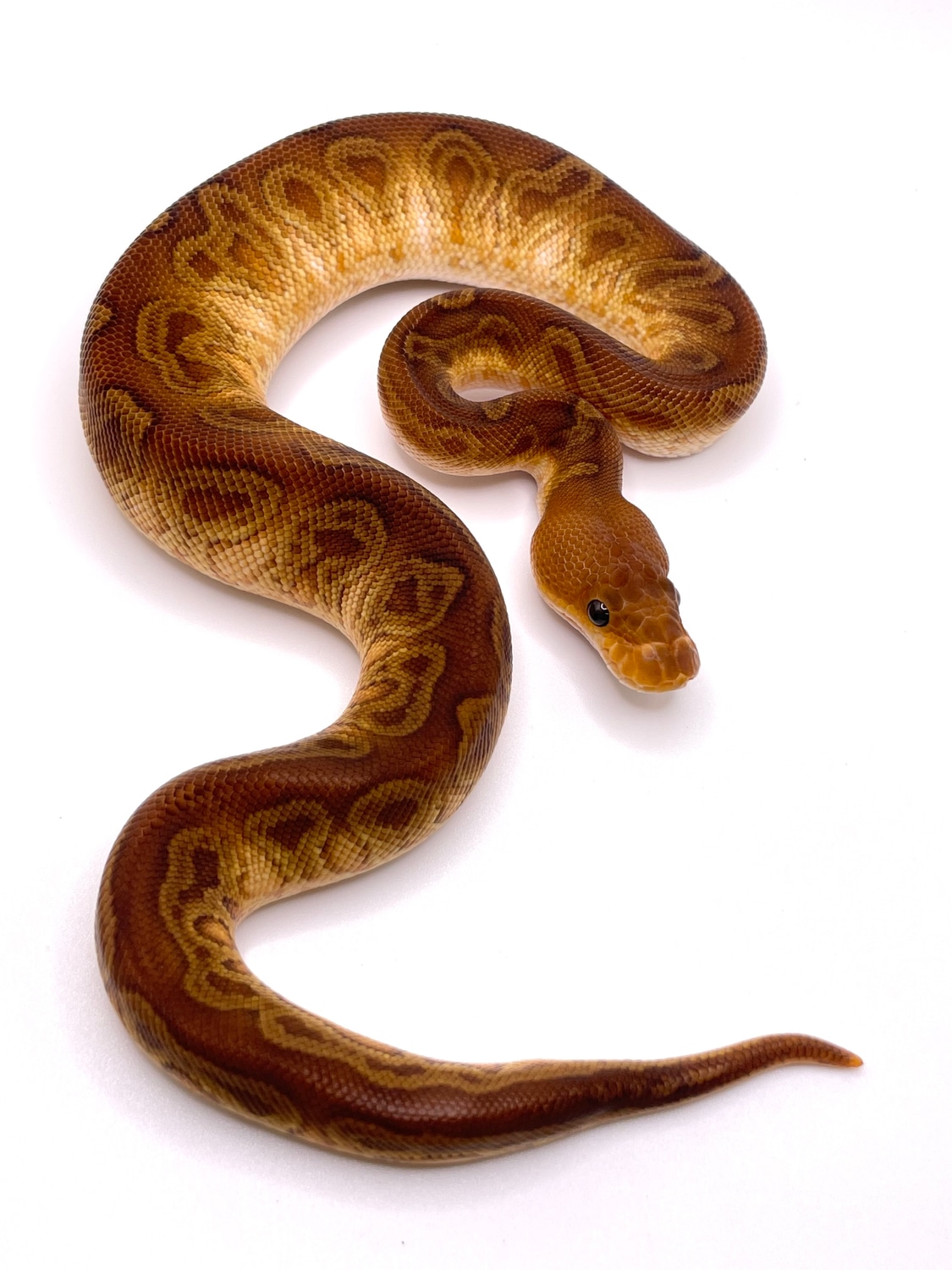 Sunset Clown Ball Python by Always Evolving Pythons - MorphMarket