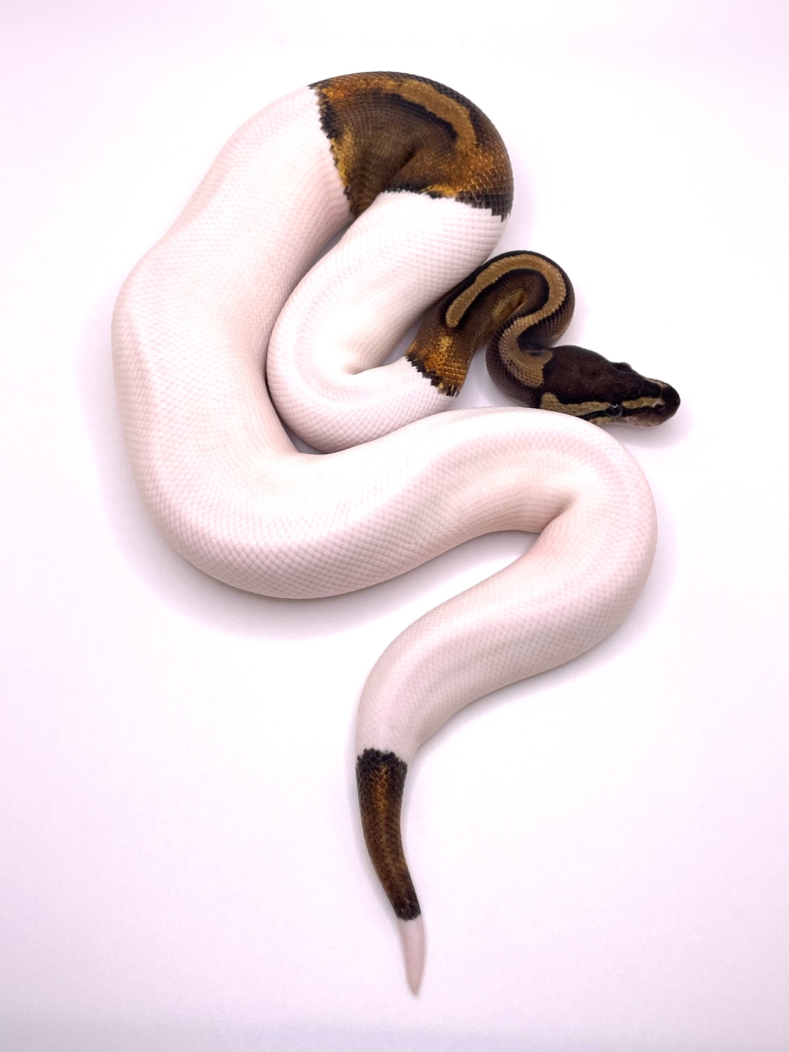 Ghi Pied Het Dg Ball Python by Always Evolving Pythons - MorphMarket