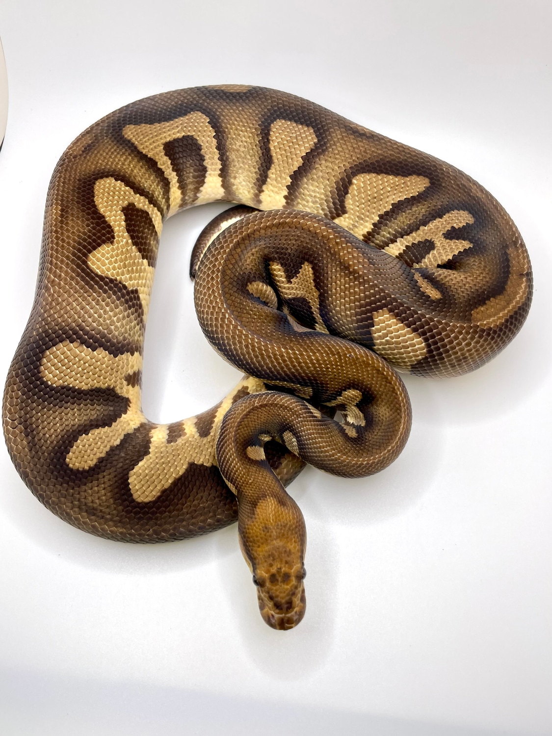 Super Chocolate Clown Ball Python by Always Evolving Pythons - MorphMarket