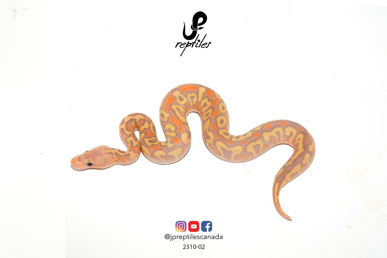 Banana Mahogany YB Spotnose Clown (Female Maker) Ball Python by JP Reptiles MorphMarket