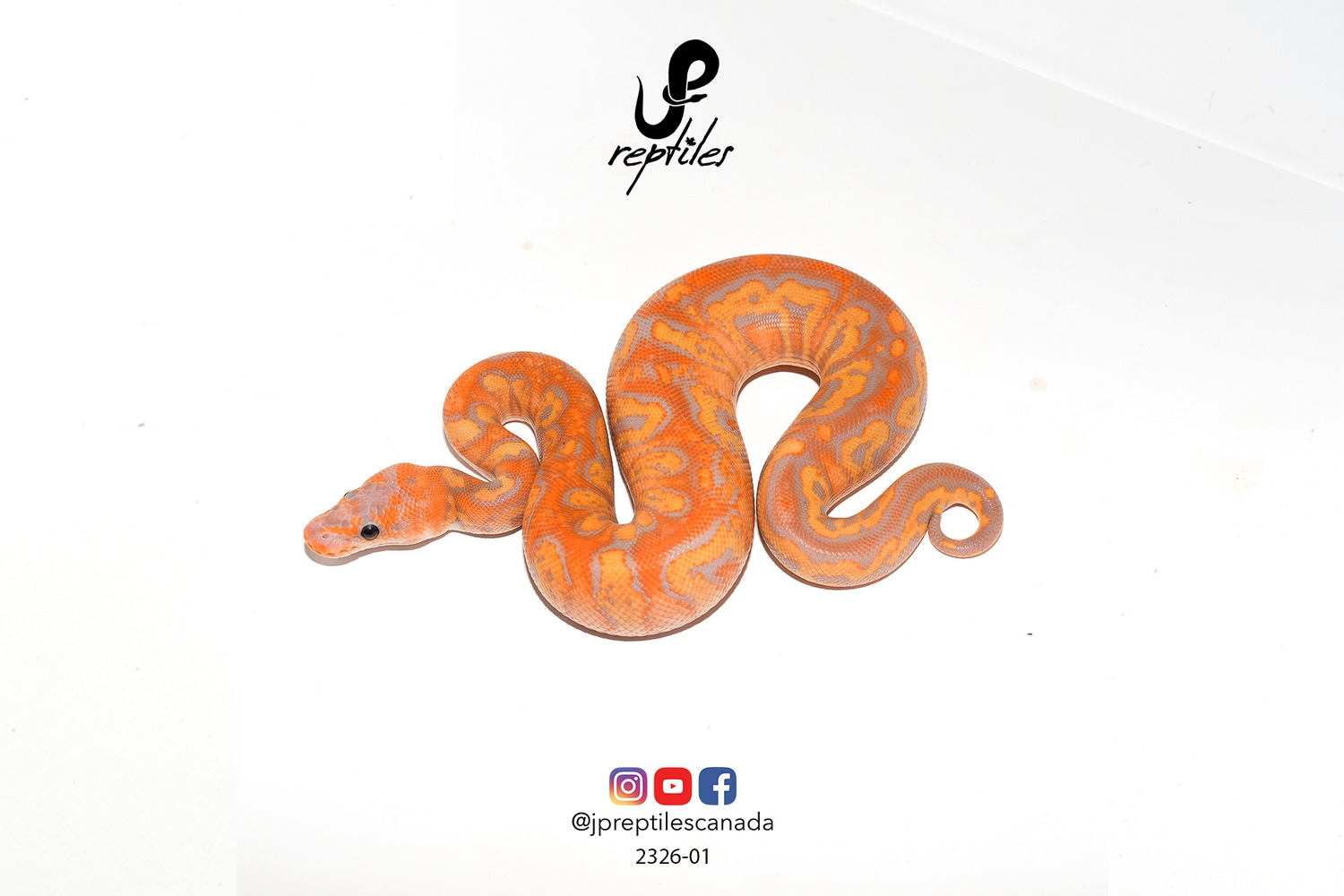 Stranger Banana Clown (Female Maker) Ball Python by JP Reptiles MorphMarket