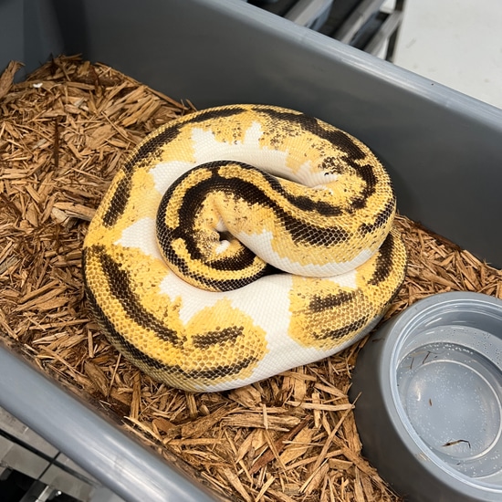 1884 Grams Pastel YB Enchi Pied (Proven Breeder) Ball Python by J.P ...