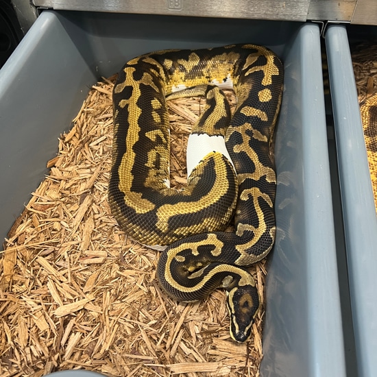 YB Enchi Jungle Woma Pied (2000 GRAMS) Ball Python by J.P. Reptiles ...