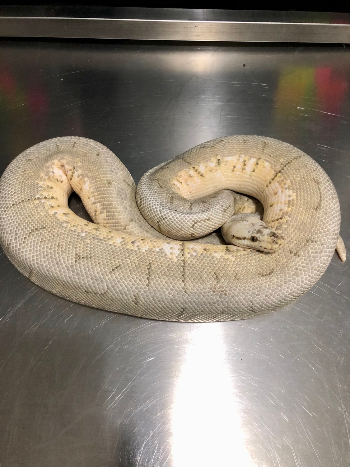 Killer Spinner Ball Python by EV Reptiles - MorphMarket