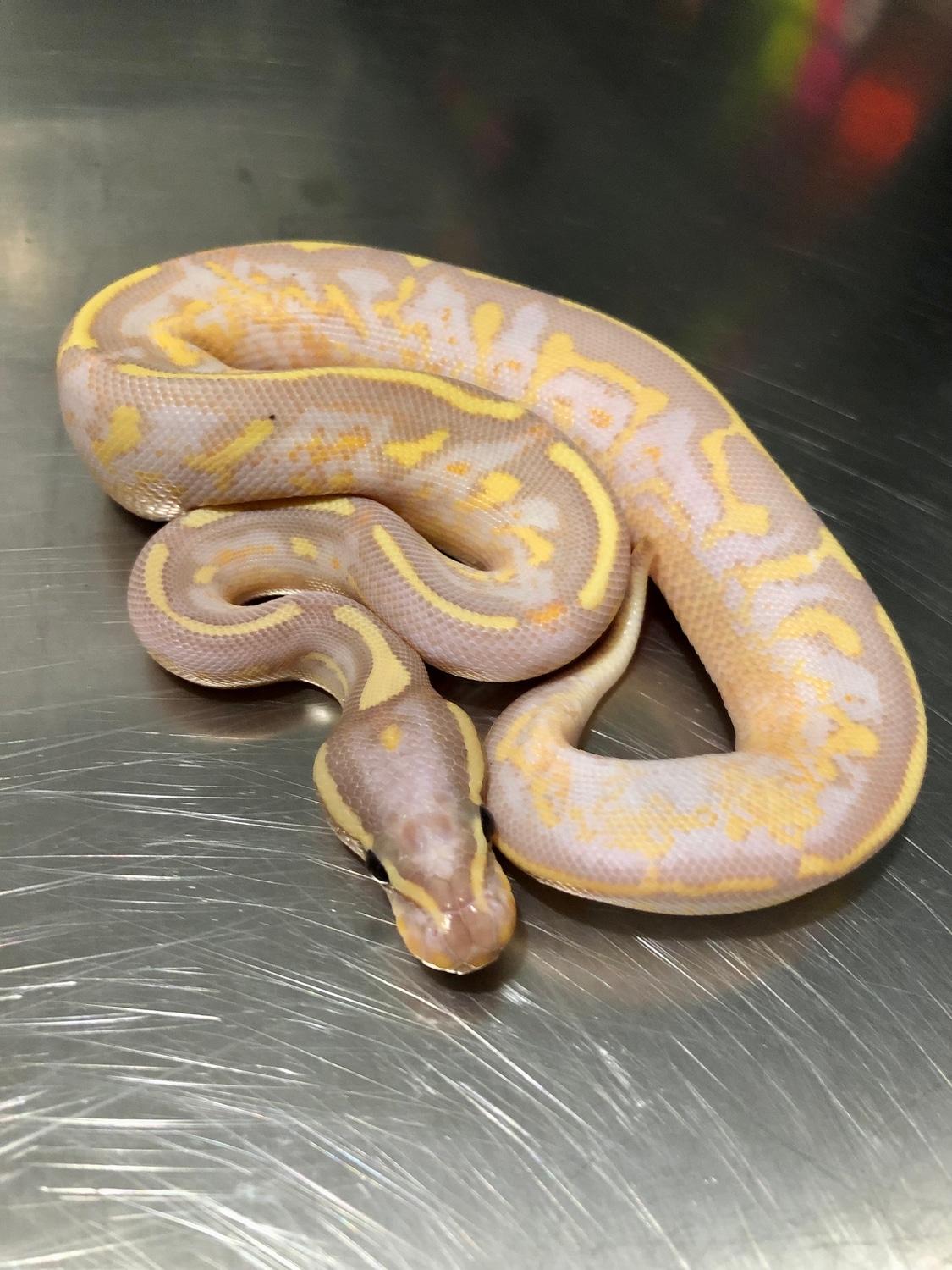 Banana Super Gravel Ball Python by EV Reptiles MorphMarket
